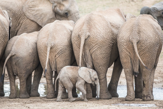 African elephants at waterhole, Eastern Cape, South Africa