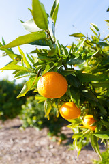 Valencia orange trees - 146300077