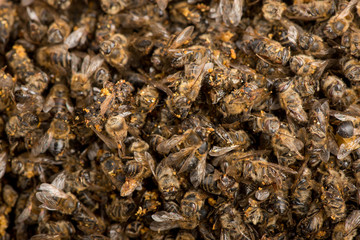 bees closeup