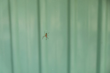 Spider on a web