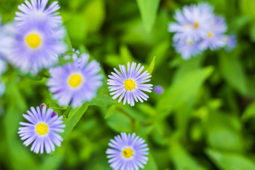 Purple flowers in the park called aster