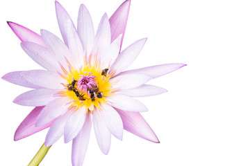 Obraz premium Pink water lily isolated on white