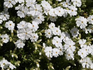 Phlox subulata white flowers with green
