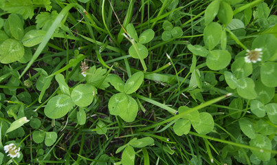 Green clover grass with four leaf clover plant