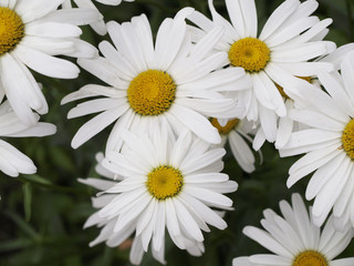 Many camomile flowers with green
