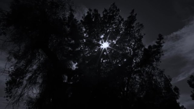 Dark trees and silhouettes. Ultra bright moon with a starless sky. Gusts of wind sway branches. Werewolves, zombies and monsters thrive as well as Halloween / horror. Straight from the forest!