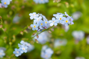 Myosotis or forget-me-nots or scorpion grasses blue flower 
