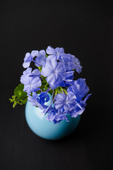 Blue plumbago flowers in vase