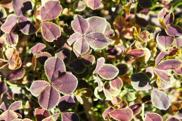 Trifolium repens purpurascens quadrifolium many four leaf plant  © skymoon13