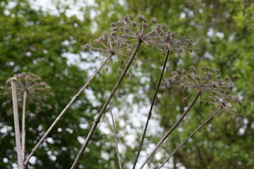 leśne trawy © Malgorzata