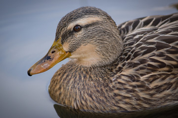 mallard