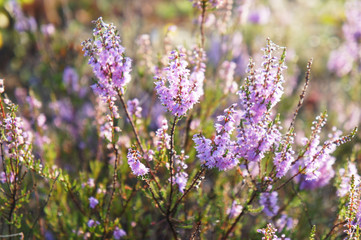 Fototapeta premium Heather purple flower plant in sunlight
