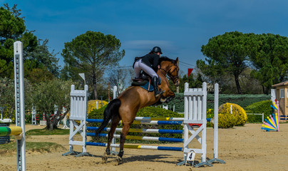Equitation, saut d'obstacles, compétition.