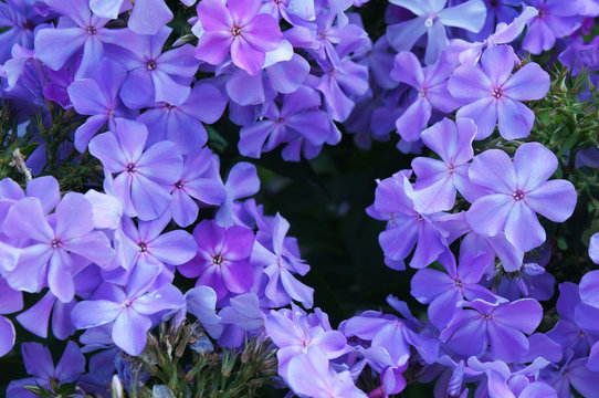 Purple garden phlox flowers 