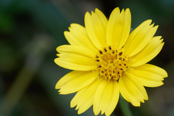 yellow cosmos flower close-up in green blackground.