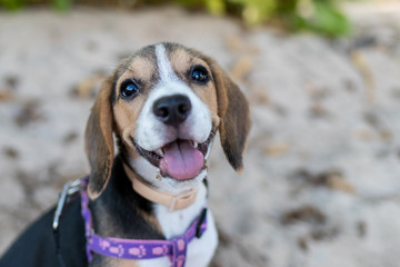 Puppy beagle dog playing on the beach of Bali island, Indonesia. Close up image.