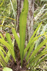 Long strap fern growing in the Florida Everglades.