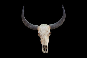 Head skull whit horn of buffalo isolated on white background. old style of decoration.