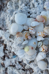 shell beach tropical