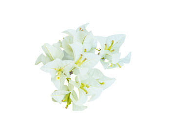 White bougainvillea flowers isolated on white
