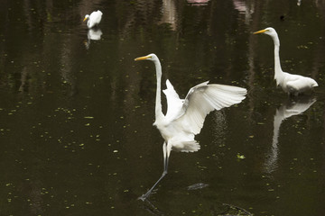 Fototapeta premium Great egret landing in a shallow pool in the Everglades.