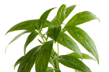 Andrographis paniculata plant on white background
