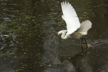 Snowy egret with wings outspread in the Florida Everglades.