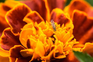 Bug on yellow and orange marigold 