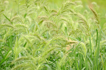 イヌビエ　犬稗