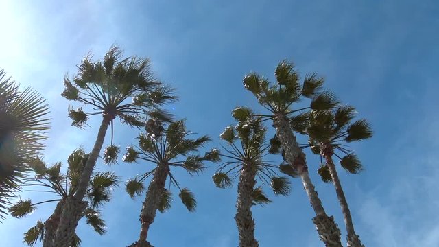 Wind shakes the palm trees against the blue sky.
