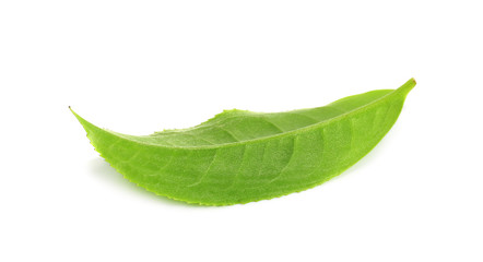 Green tea leaf isolated on white background © artphotoclub