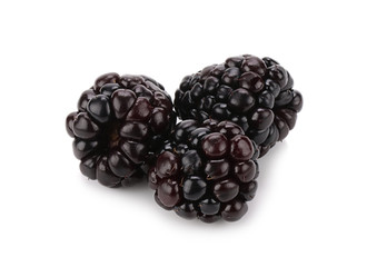 blackberry on white background