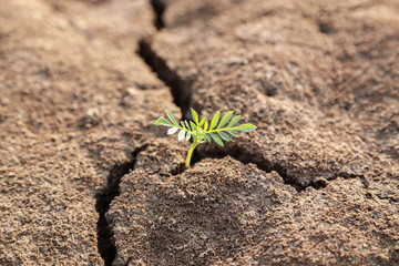 plant growth   on crack 