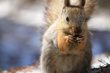 Squirrel with folded legs 2