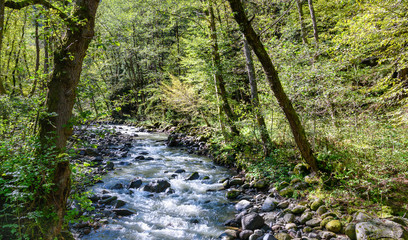 Borjomula river in Mineral water park at Borjomi. Georgia