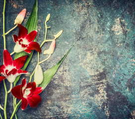 Red lily flowers on dark vintage background, top view, place for text or