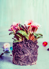 Primula flowers plant with dirt and roots  for planting, front view
