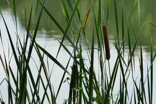 Calm pond at the summer time, ducks in the water, cat tails, trees around