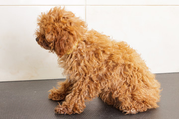 Toy poodle waits for a haircut