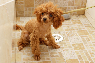 A toy poodle is waiting for washing in the shower
