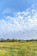 meadow with grass and apple trees in beautiful light