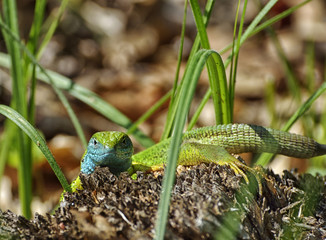 European green lizard - Lacerta viridis