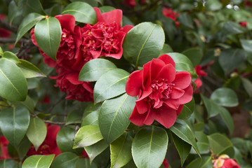  Camellia japonica flowers