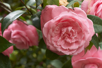 Camellia japonica with pink flowers