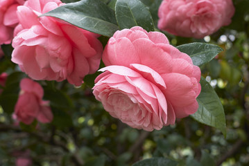 Camellia japonica with pink flowers