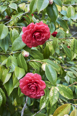  Camellia japonica flowers