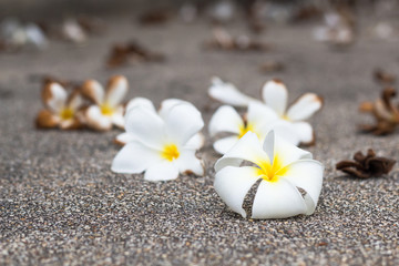 Fototapeta na wymiar White plumeria flowers on wooden background,frangipani flower