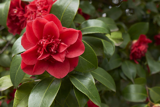  Camellia japonica flowers