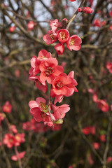 Chaenomeles speciosa flowers