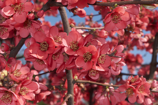 Chaenomeles Speciosa Flowers